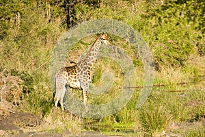 Wild giraffe, Kruger national park, SOUTH AFRICA