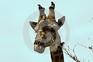 Wild giraffe, oxpeckers on its head, Kruger national park, SOUTH AFRICA