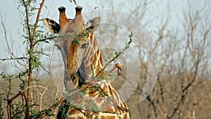 Divoký žirafa portrét piesky 