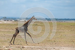 Wild giraffe running in the savannah