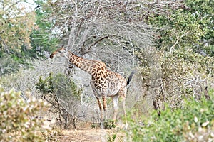 Wild giraffe in savana grasss, South Africa