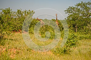 Wild giraffes in african savannah. Tanzania.