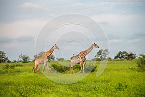 Wild giraffes in african savannah. Tanzania.