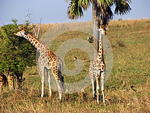 Wild giraffes feeding on savanna plains nature reserve Uganda, Africa photo