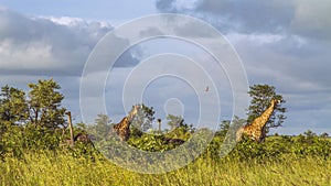 Wild giraffes in a green savannah, Kruger National Park