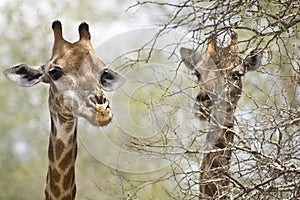 Wild giraffes in Kruger national park, SOUTH AFRICA