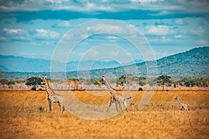 Wild Giraffes in Mikumi national park