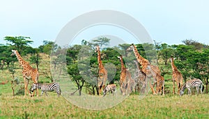 Wild Giraffes in the savanna