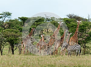 Wild Giraffes in the savanna