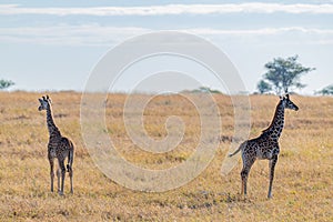 wild giraffes in Serengeti National Park in the heart of Africa