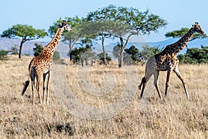 wild giraffes in Serengeti National Park in the heart of Africa