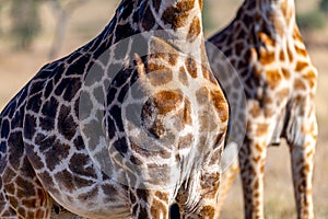 wild giraffes in Serengeti National Park in the heart of Africa