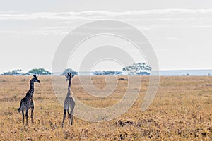 wild giraffes in Serengeti National Park in the heart of Africa