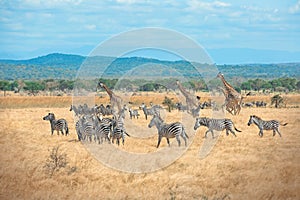 Wild Giraffes and zebras together