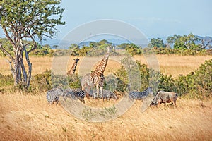 Wild Giraffes and zebras together