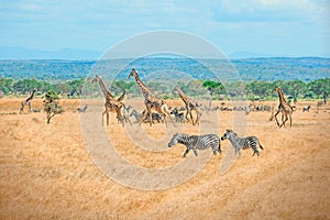 Wild Giraffes and zebras together