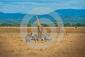 Wild Giraffes and zebras together