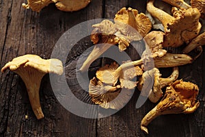 Wild girolle mushrooms