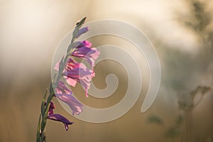 Wild gladiole flower in the field