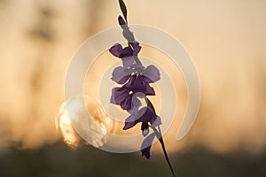 Wild gladiole flower in the field