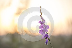 Wild gladiole flower in the field