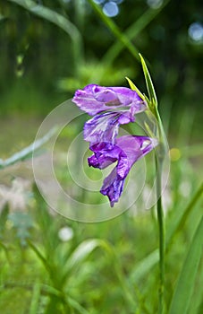 Wild gladiolus.