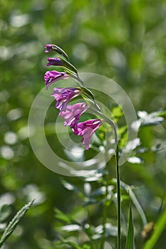 Wild gladiolus flowers .