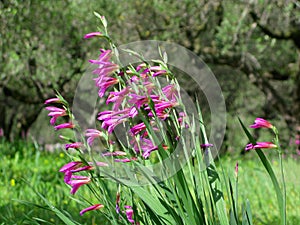 Wild gladioluses