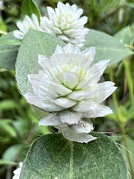 Wild globe everlasting flower in nature garden