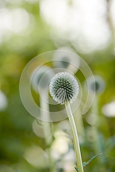 Wild globe thistle or echinops exaltatus flowers growing in a botanical garden with blurred background and copy space