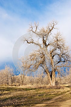 Wild Gnarly Tree on the Colorado Prairie