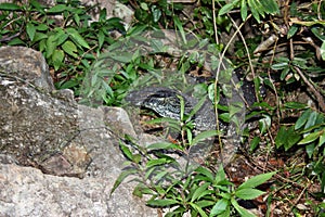 Wild goanna lace monitor Varanus varius