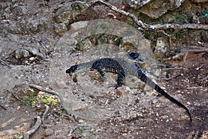 Wild goanna lace monitor Varanus varius