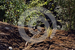 Wild goanna lace monitor Varanus varius