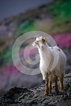 WILD GOAT 1