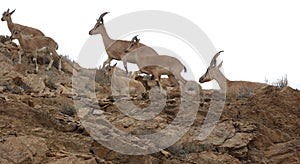 Wild Goat, Capra aegagrus