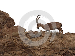 Wild Goat, Capra aegagrus