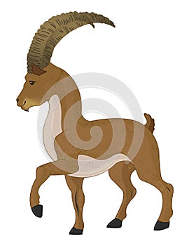 Wild Goat or Capra aegagrus, illustration