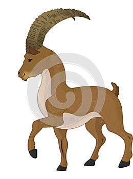 Wild Goat or Capra aegagrus, illustration