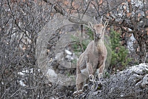 Wild Goat Capra aegagrus walks and lives in the mountainous terrain....