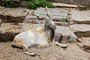 Wild goat markhor Capra falconeri