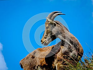 Wild goat in the mountains of Munnar, Kerala, India