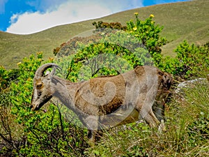 Wild goat in the mountains of Munnar, Kerala, India