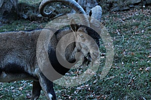 Wild goat in Pyrenees