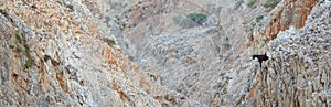 Wild goat on a rocky background - Greece, Crete island