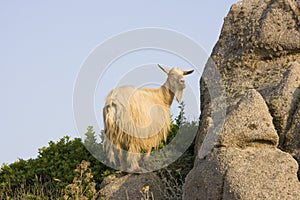 Wild Goat - Sardinia, Italy