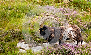 Wild goat in Scotland