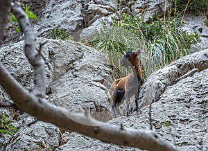 Wild goat  in the Sierra de Tramuntana mountains in Mallorca photo