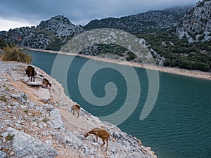 Wild goat in the Tramuntana mountains in Mallorca