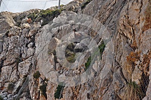 Wild goat trapped behind the net in the mountains on the way to the Formentor lighthouse in Mallorca